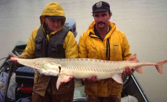 Image of Pallid Sturgeon