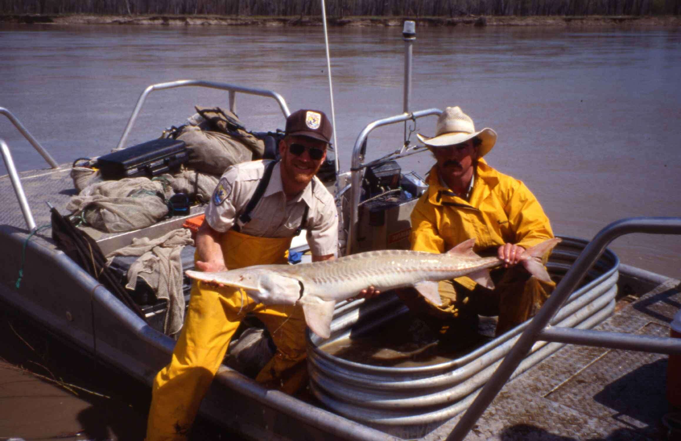 Image of Pallid Sturgeon