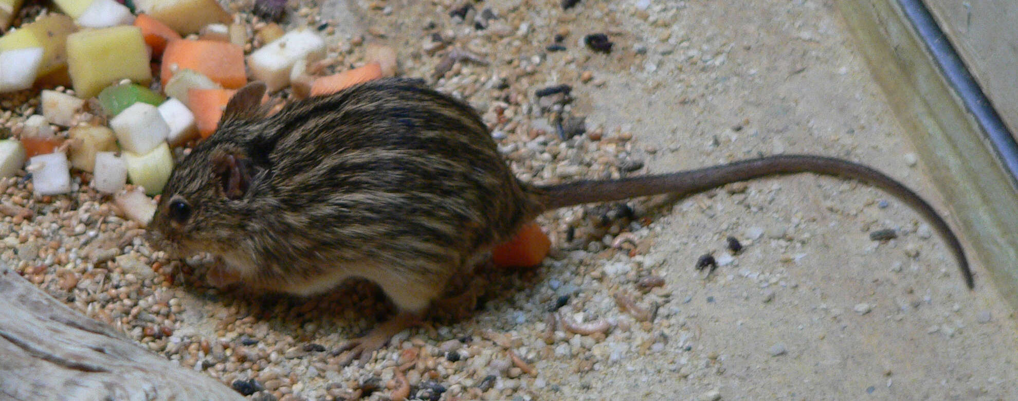 Image of Barbary Lemniscomys