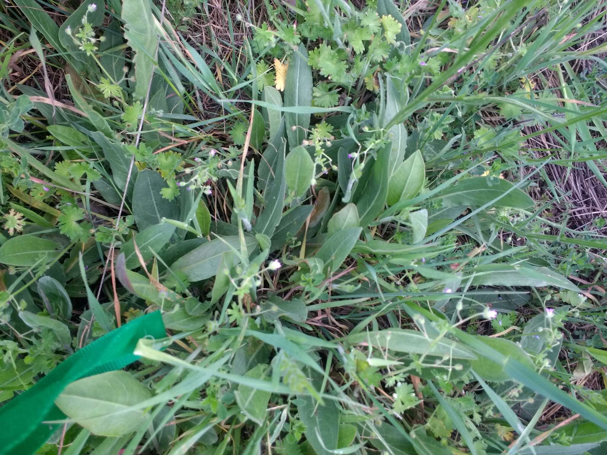 Rumex papillaris Boiss. & Reuter的圖片