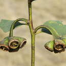 Image of red-flower moort