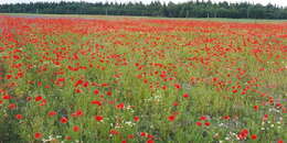 Image of Long-headed Poppy