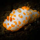 Image of Red spotted fat white slug