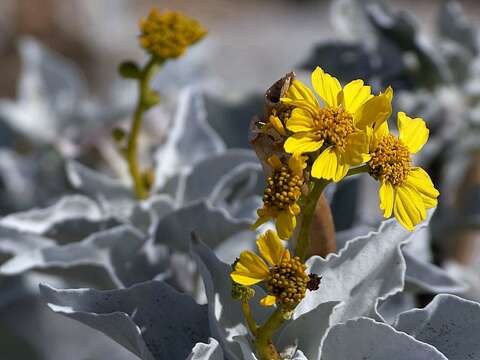 Sivun Encelia farinosa A. Gray ex Torr. kuva