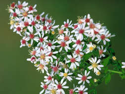 Image of calico aster