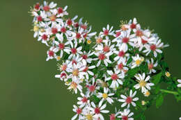 Image of calico aster