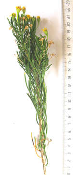 Image of Euryops rehmannii Compton