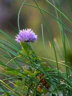 Image of wild chives