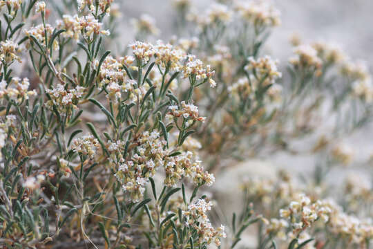 Imagem de Eriogonum pelinophilum Reveal