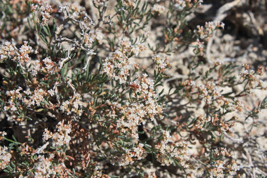 Imagem de Eriogonum pelinophilum Reveal