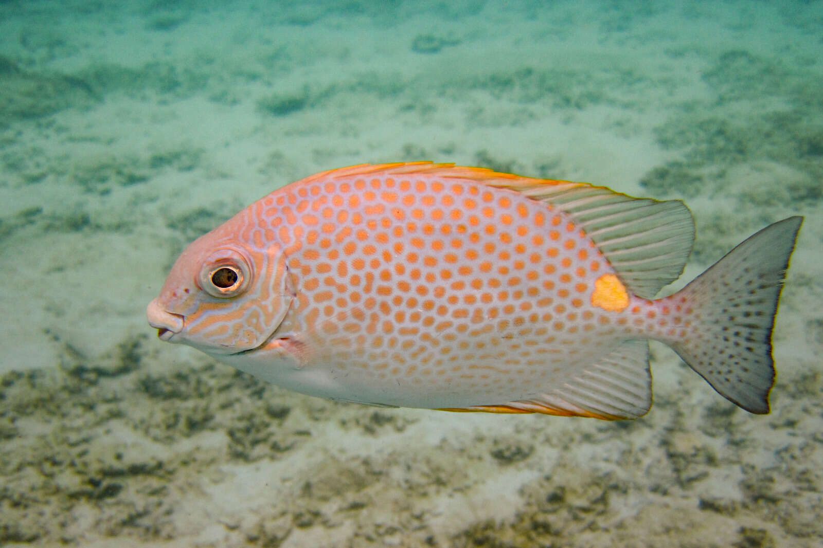 Image of Golden rabbitfish