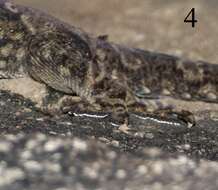 Image de Hemidactylus yajurvedi Murthy, Bauer, Lajmi, Agarwal & Giri 2015