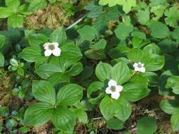 Image of bunchberry dogwood