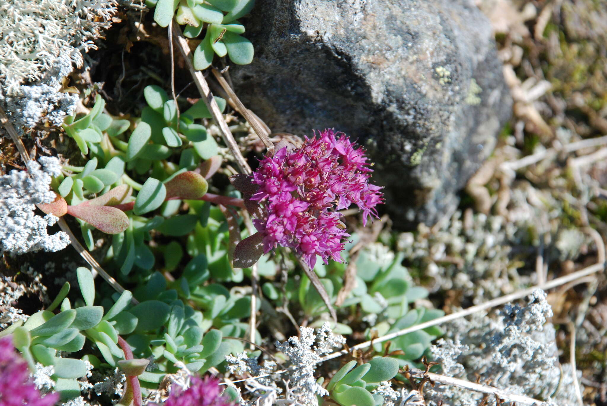 Image of Hylotelephium cyaneum (J. Rudolph) H. Ohba