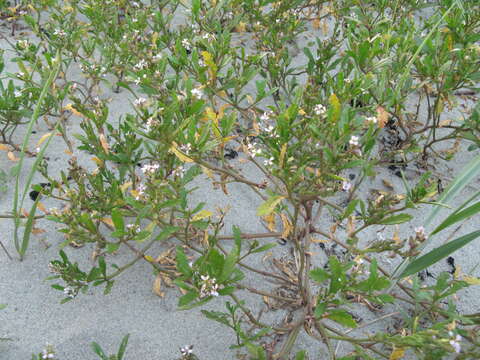 Plancia ëd Cakile edentula subsp. edentula