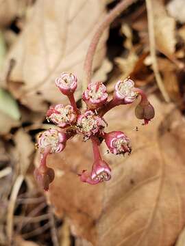 Euphorbia radians Benth. resmi