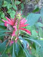 Image of Aphelandra lineariloba Leonard