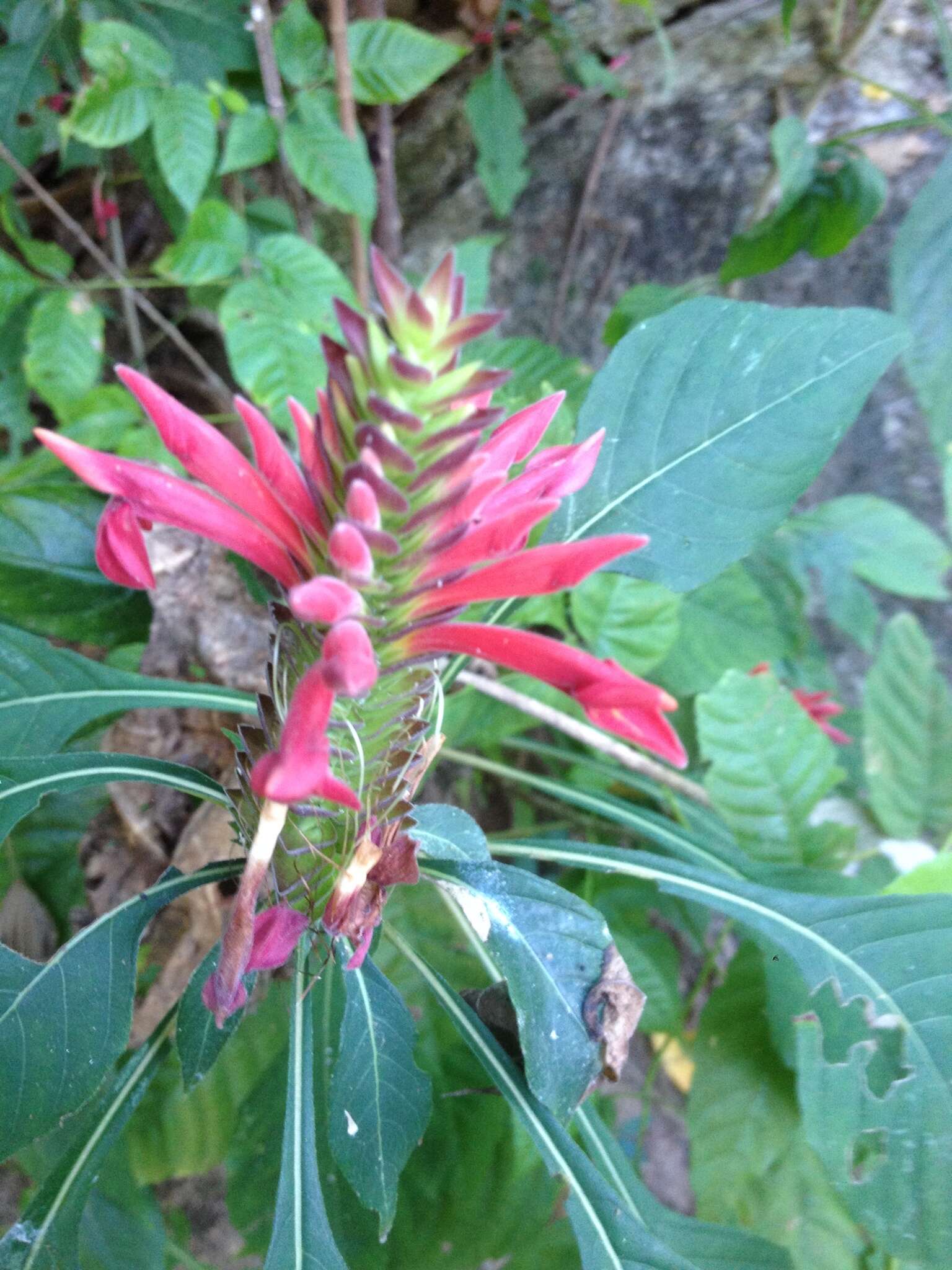 Image of Aphelandra lineariloba Leonard