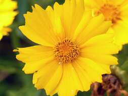 صورة Coreopsis gladiata Walt.