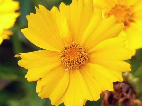 صورة Coreopsis gladiata Walt.