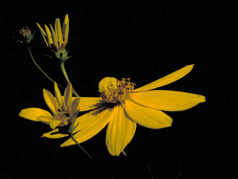 صورة Coreopsis major Walt.