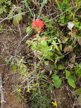 Image de Castilleja bryantii T. S Brandeg.