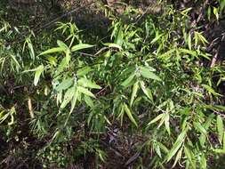 Image of coastal plain willow