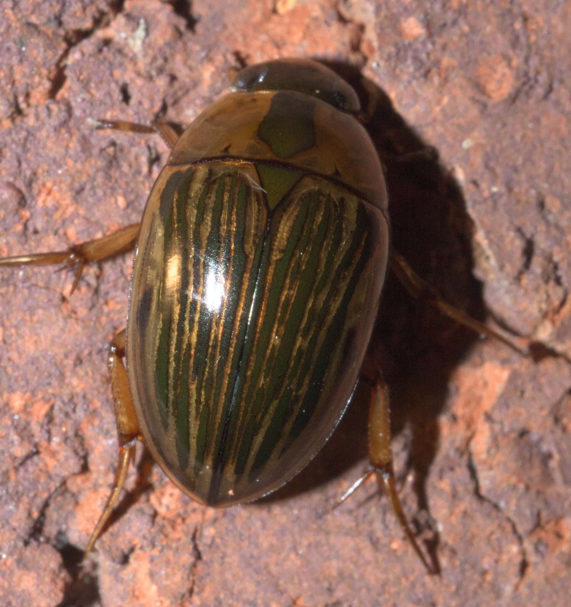 Image of Tropisternus (Strepitornus) collaris mexicanus Laporte de Castelnau 1840