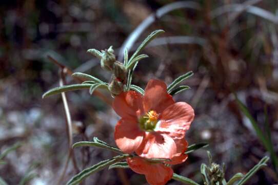 Image of desert globemallow