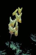 Image of dutchman's breeches