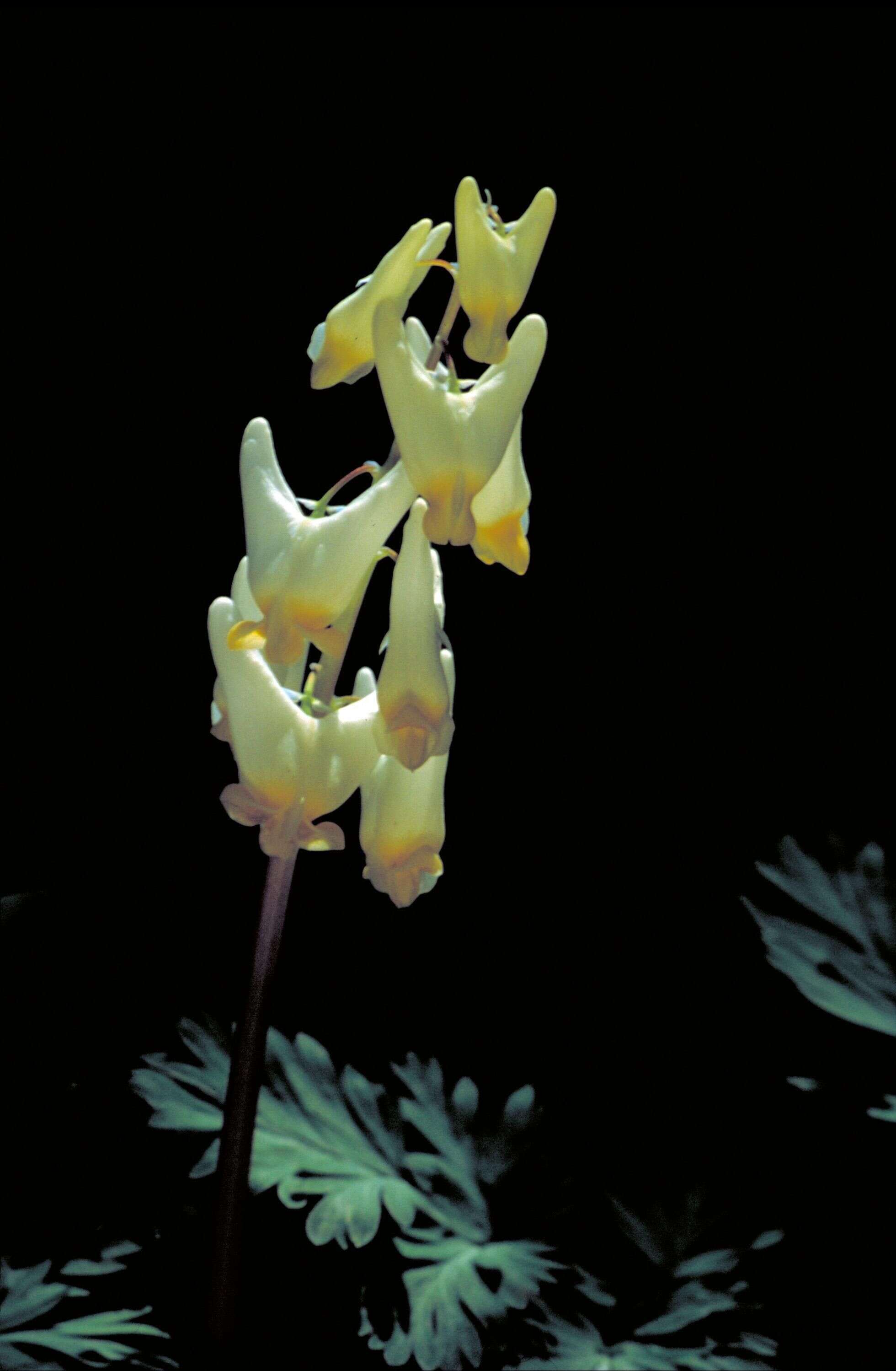 Image of dutchman's breeches