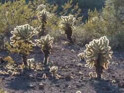 صورة Cylindropuntia bigelovii var. bigelovii