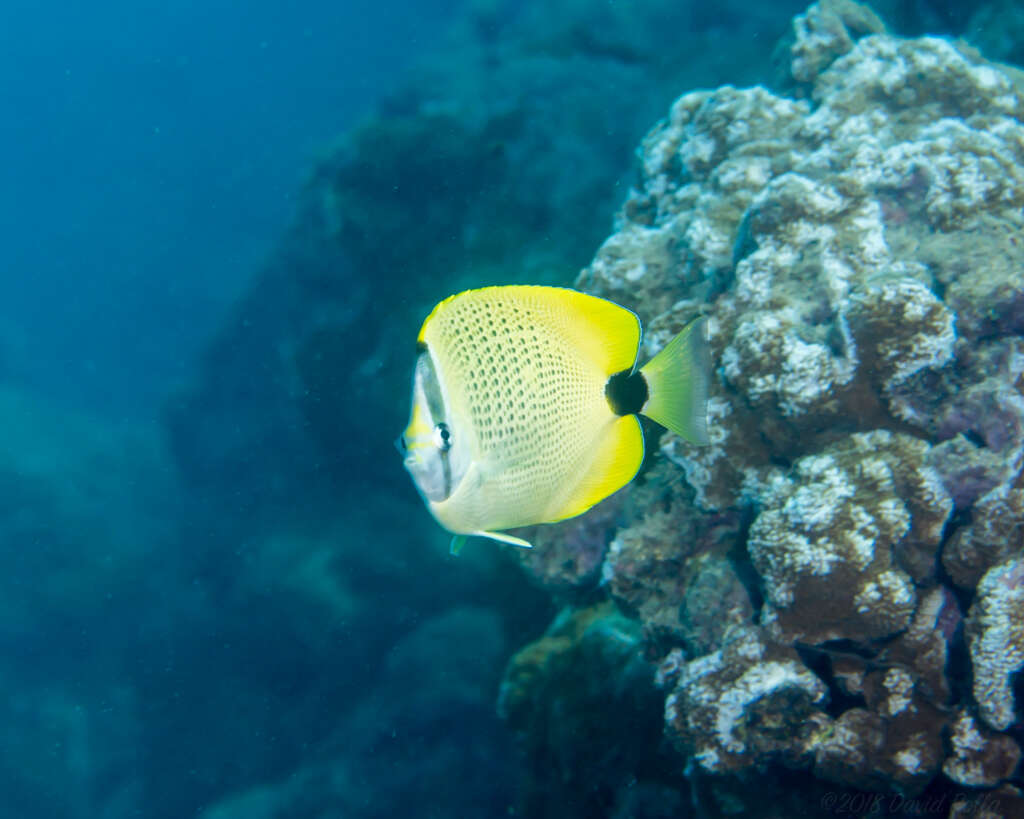 Image of Lemon Butterflyfish