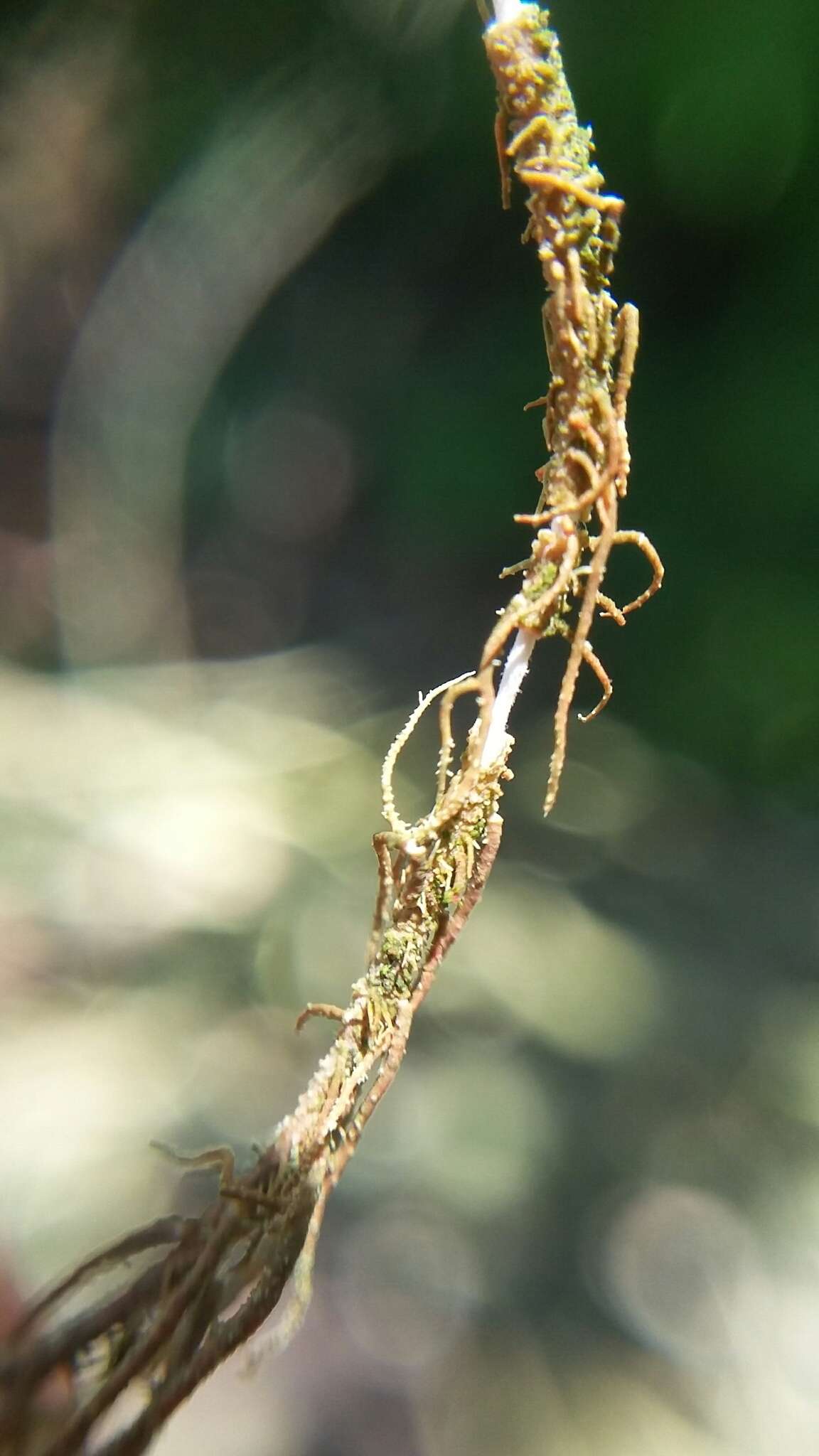 Image of beard lichen