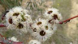 Image of snow gum