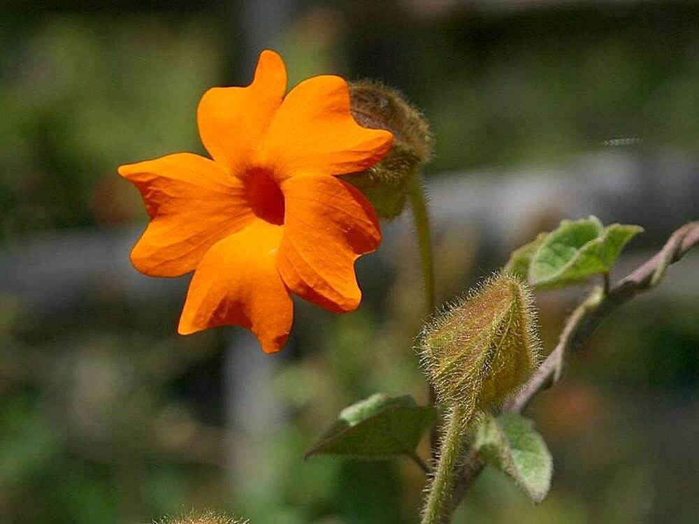 Image of Thunbergia gregorii S. Moore