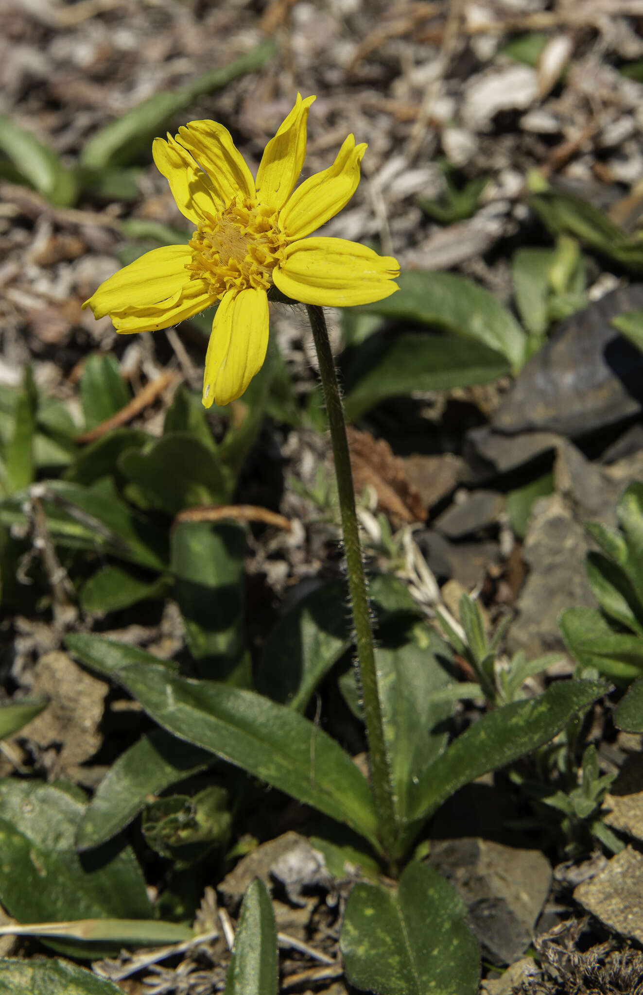 Image of Arnica griscomii Fern.