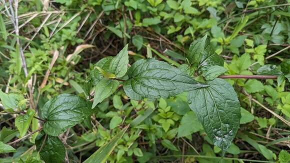 Image of Eupatorium amabile Kitam.