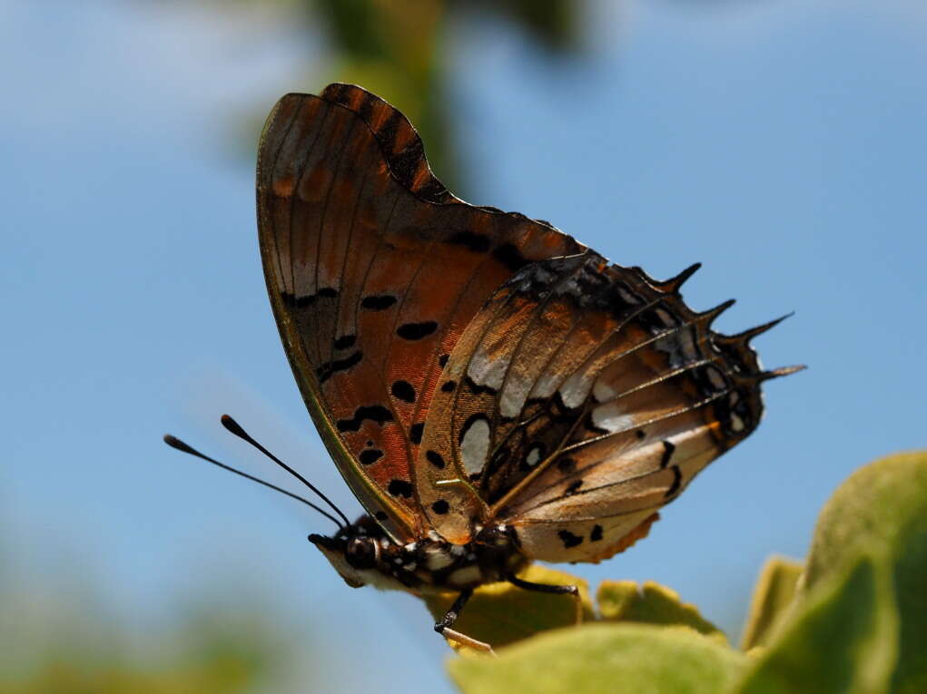 Plancia ëd Charaxes jahlusa rex Henning 1978