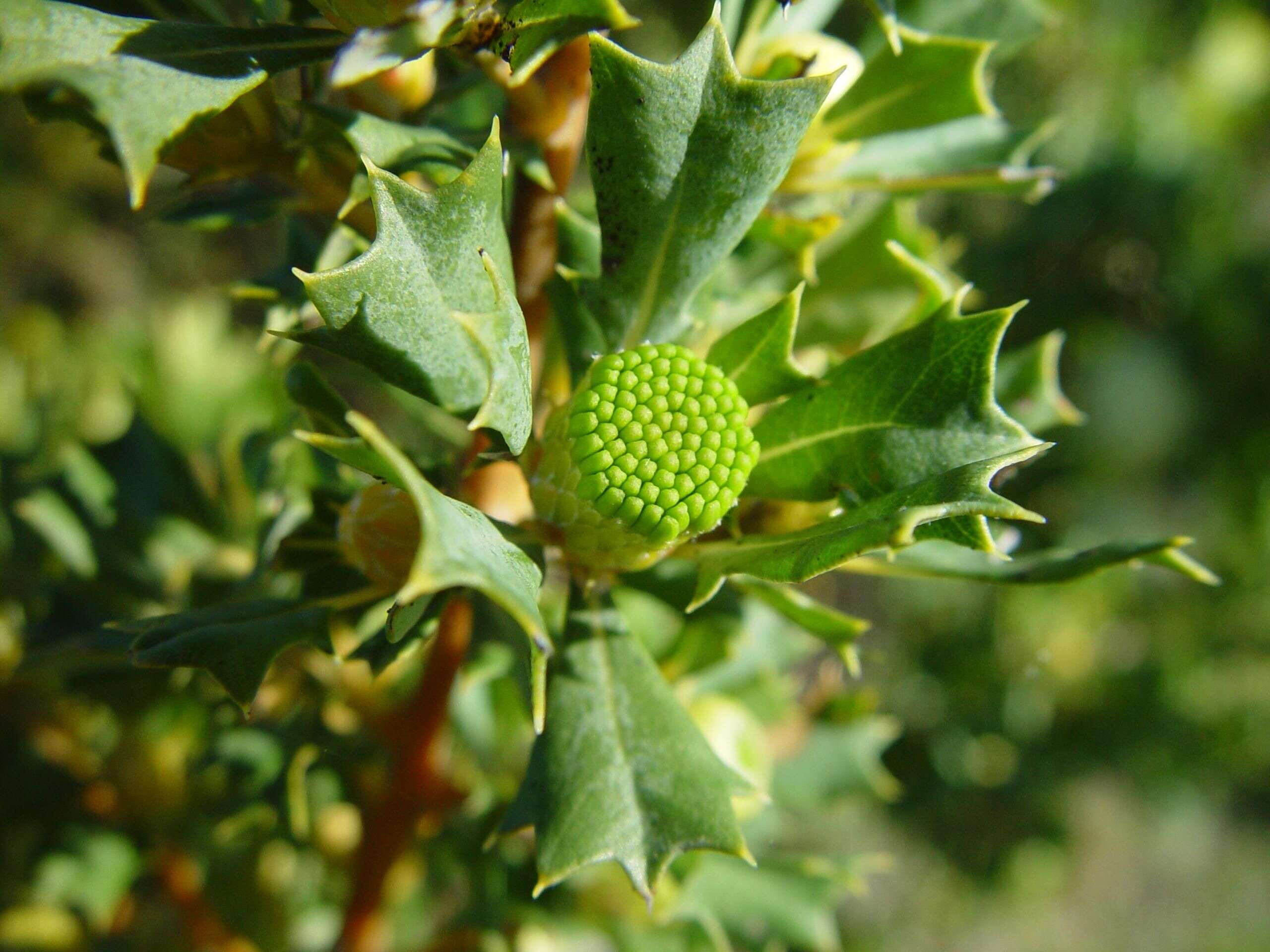 Image of holly-leaved banksia