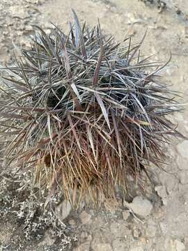 Image of Ferocactus gracilis subsp. coloratus (H. E. Gates) N. P. Taylor