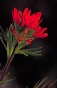 Image de Castilleja coccinea (L.) Spreng.