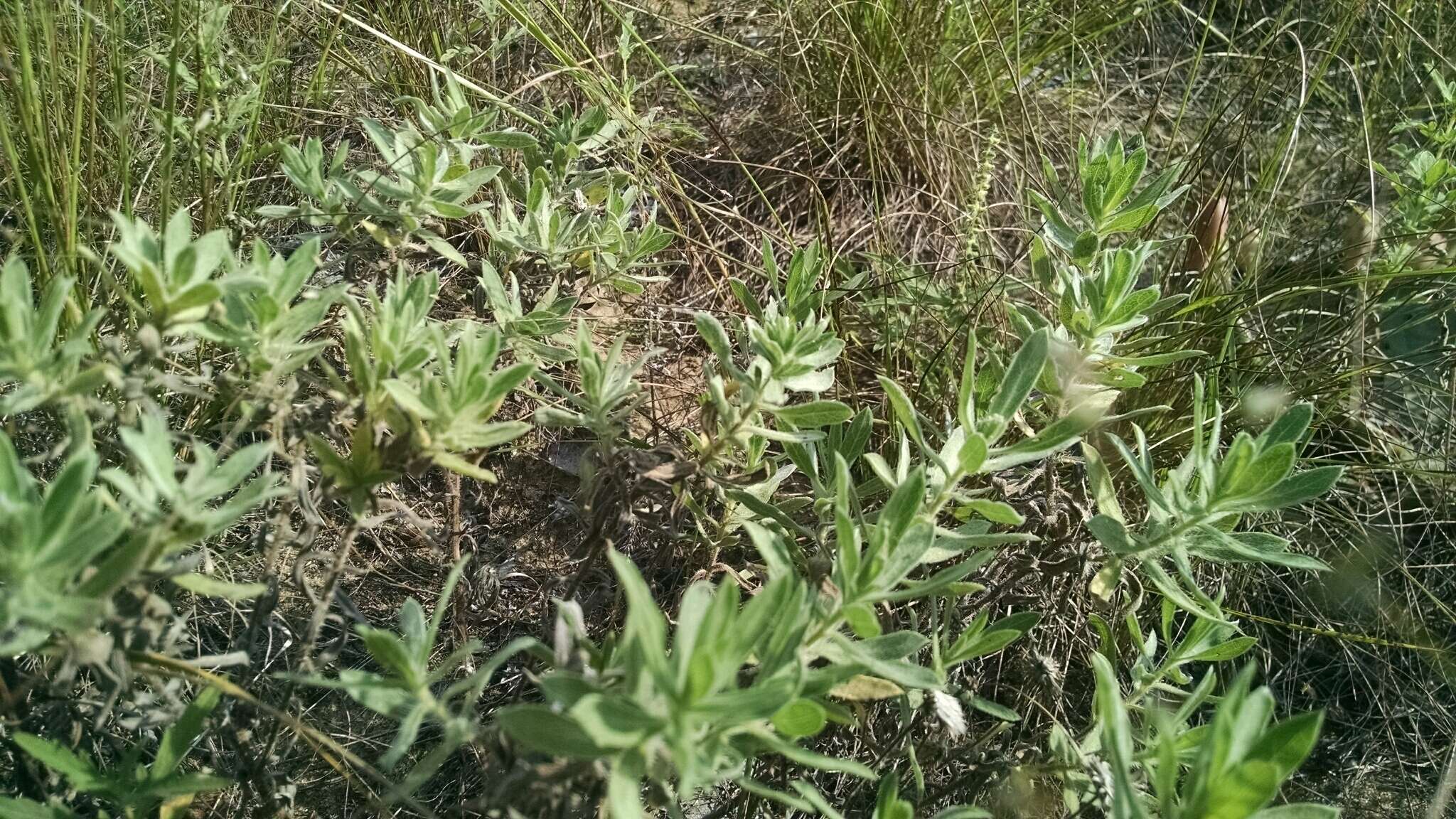 Image of lemonyellow false goldenaster