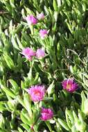 Image of Ice Plants