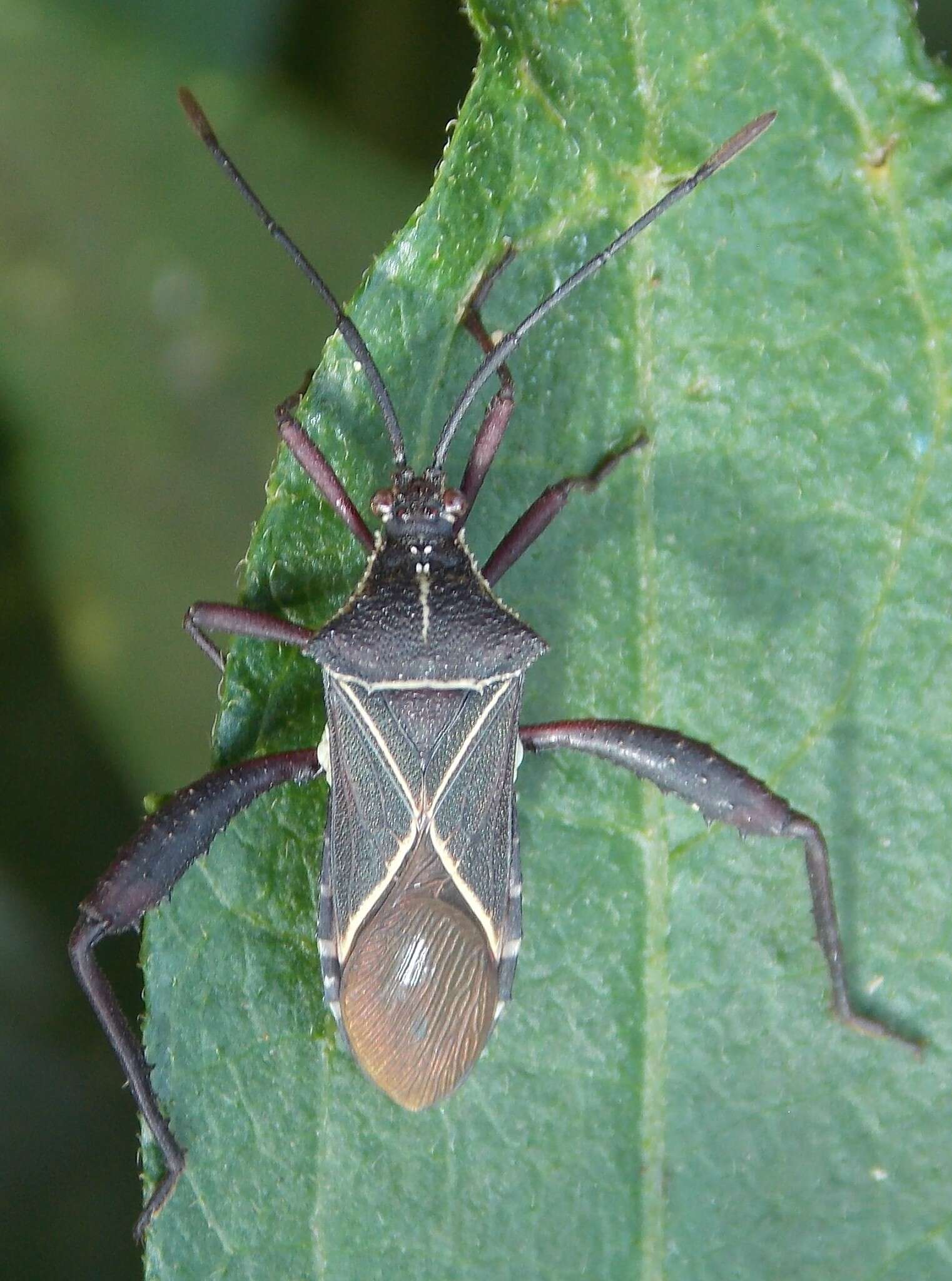 صورة Acanthocerus crucifer Palisot de Beauvois 1818