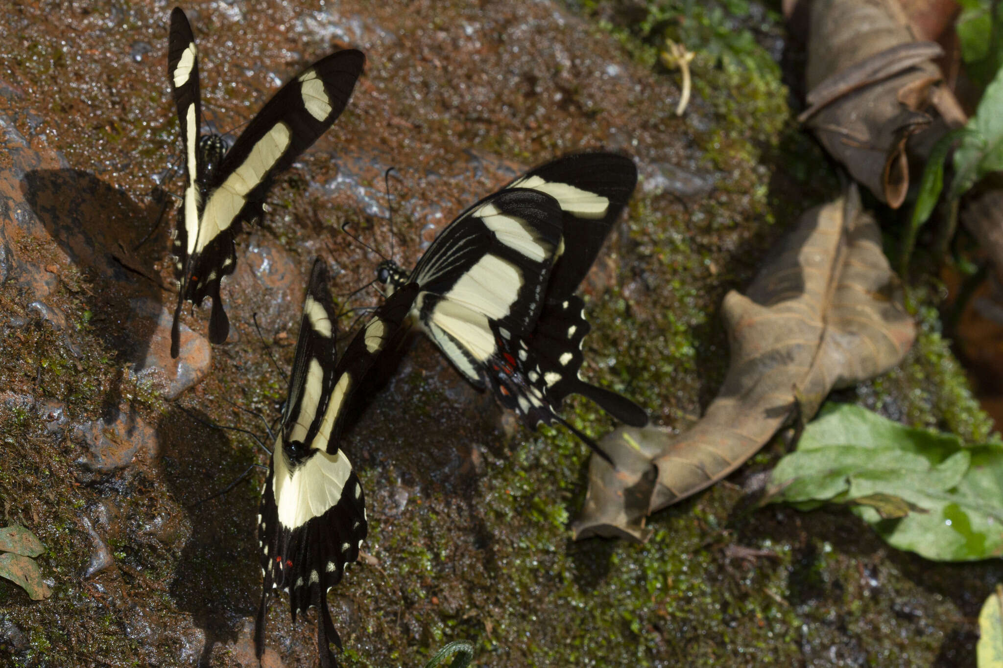 Sivun Papilio torquatus Cramer (1777) kuva