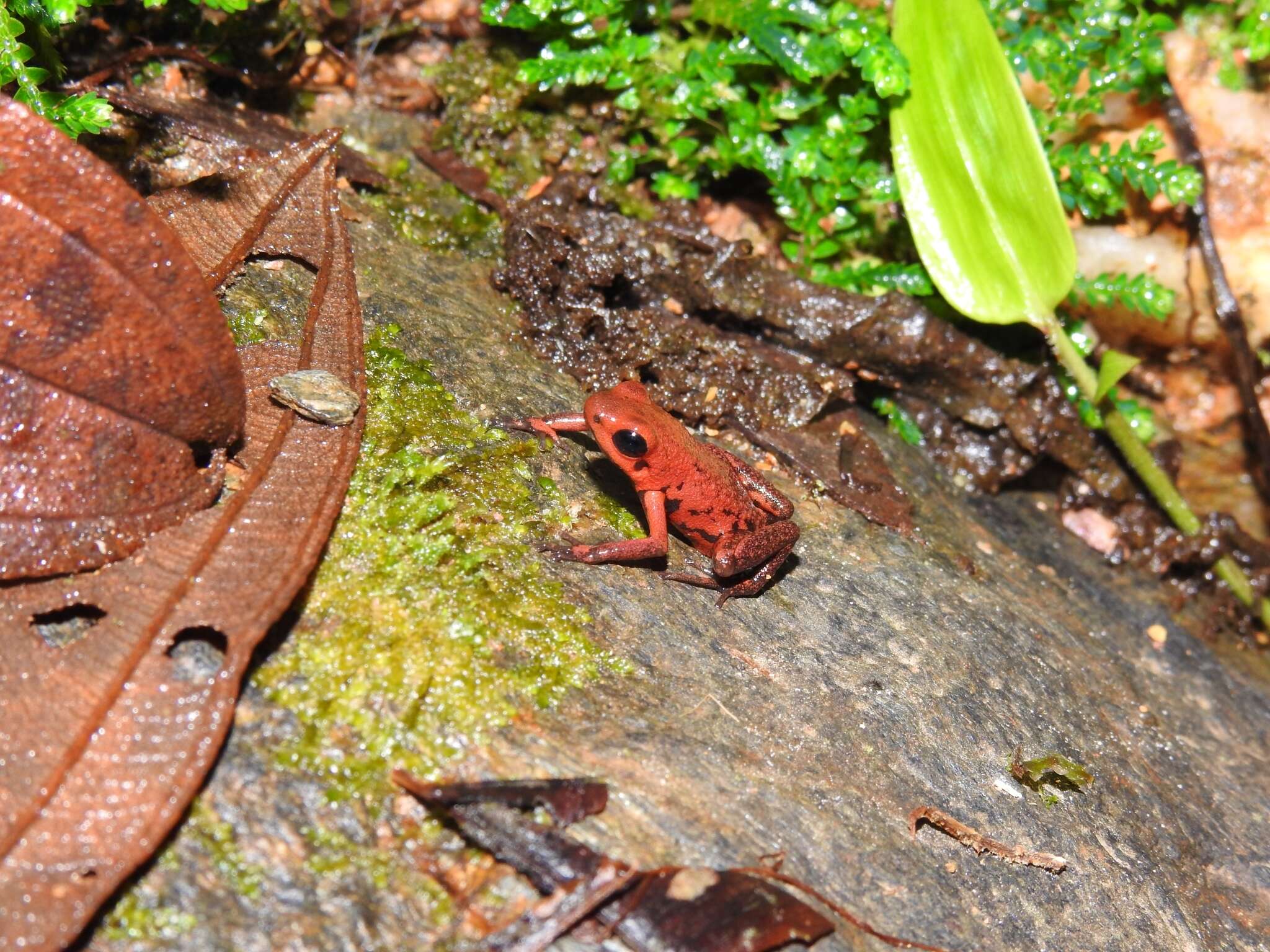 Image of Andean Poison Frog