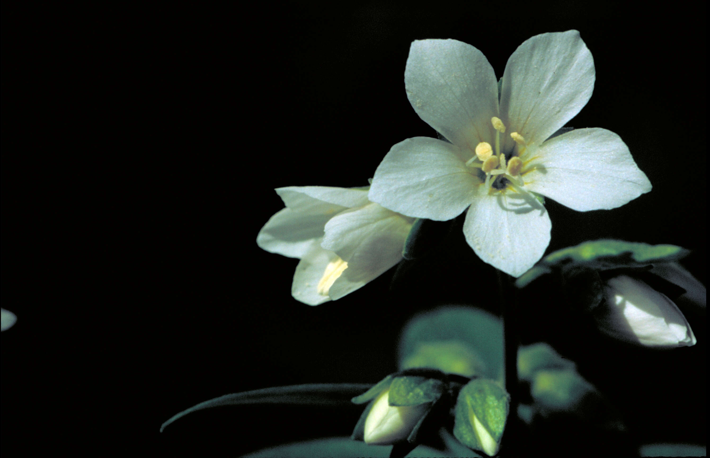 Image de Polemonium vanbruntiae Britton