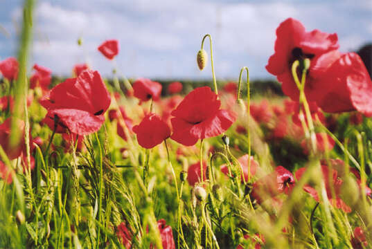 Image of corn poppy