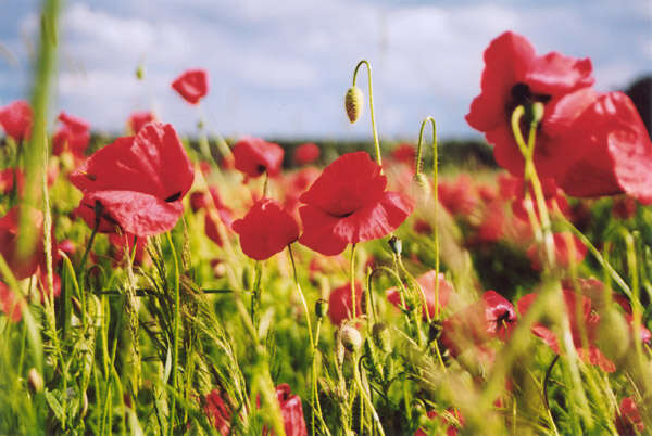 Image of corn poppy